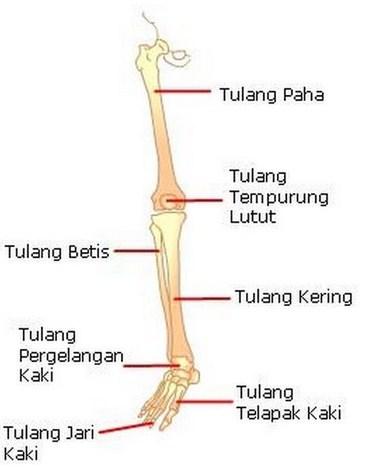 Tulang Penyusun Rangka Tubuh Manusia dan Jumlahnya